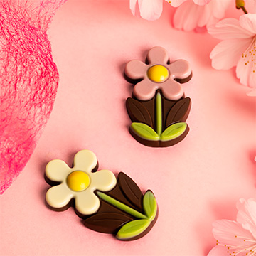 Gänseblümchen aus belgischer Schokolade